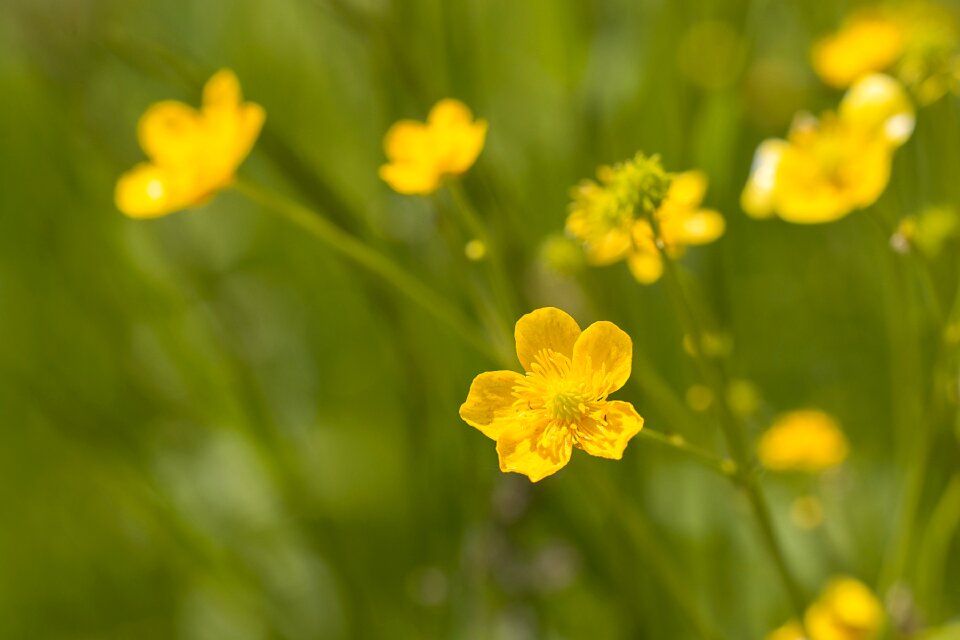 Flower yellow flower flowers