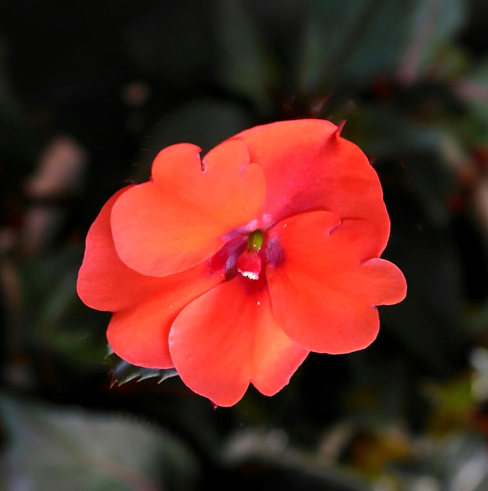 Red new guinea red flower