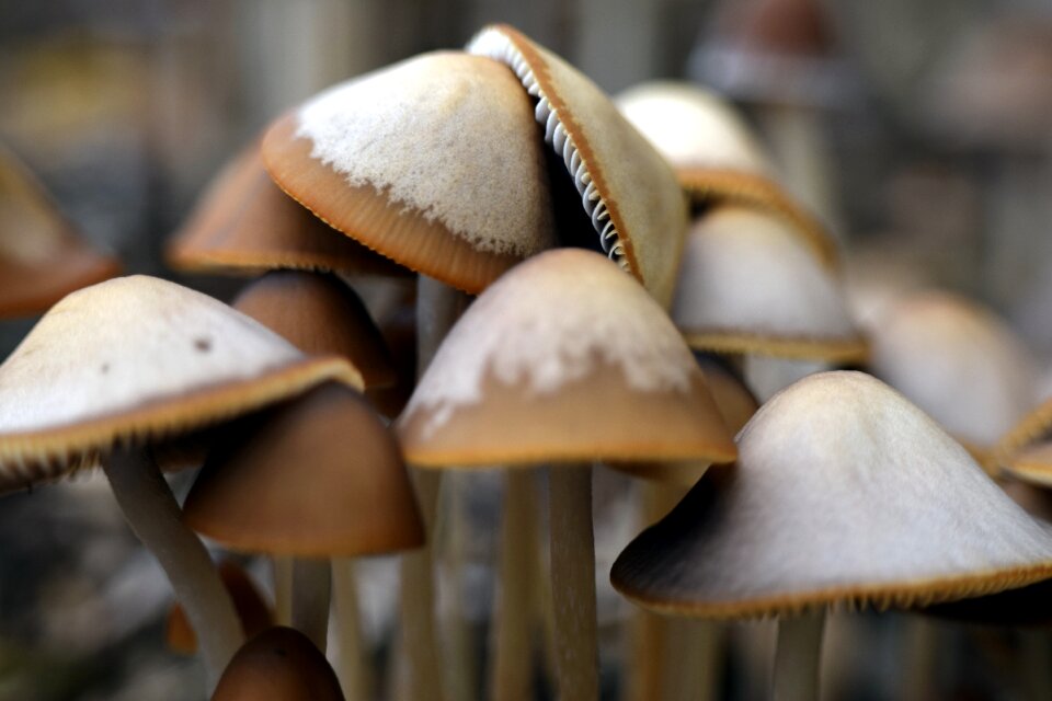 Autumn ground macro