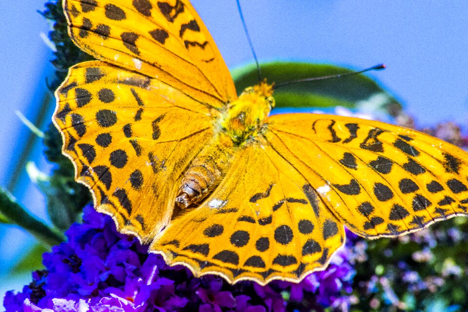 Flower insect orange