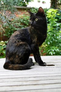 Tortoise shell cat's eyes pet