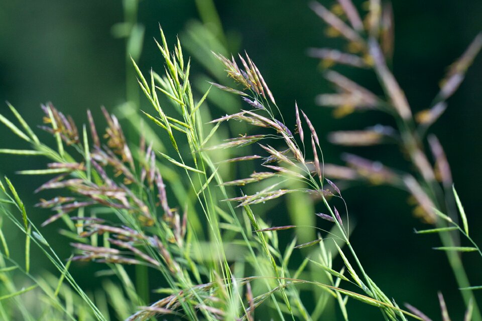 Seeds nature high grass