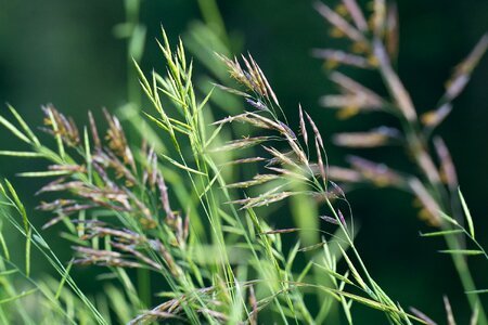 Seeds nature high grass photo