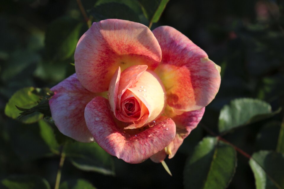 Blossom bloom plant