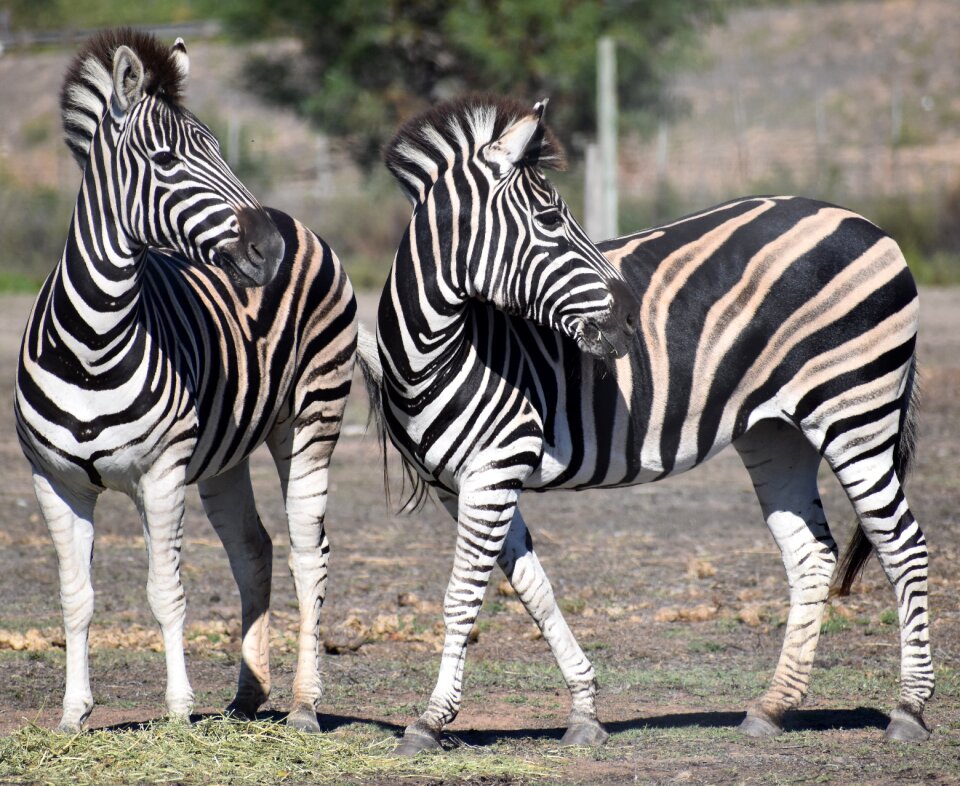 Safari wildlife wild