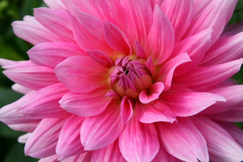 Pink flower bloom