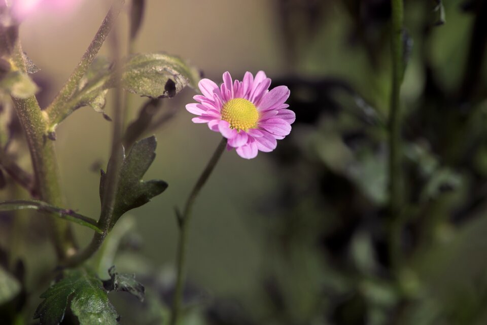 Blossom bloom nature