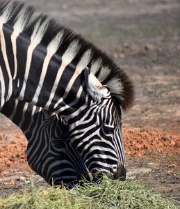 Safari nature mammal