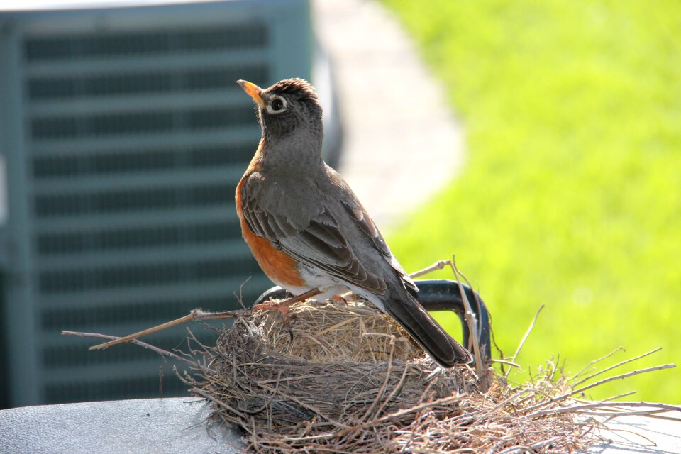 Wildlife nature robin