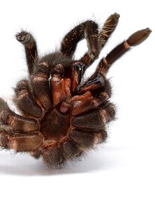 Close up spider skin hairy photo