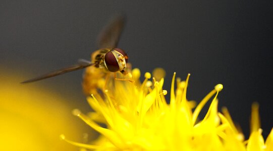 Colorful flower pollen