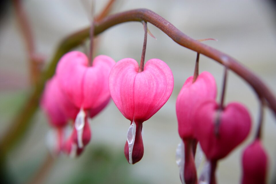Garden flowering flora