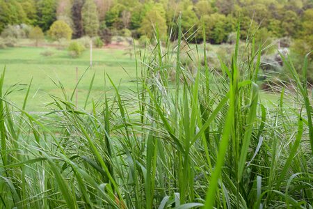 Landscape grass meadow spring photo