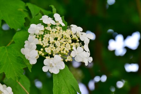 Flower nature plant