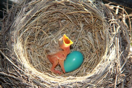 Nature baby egg