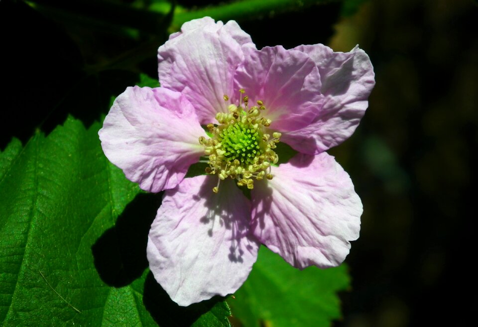 Bush garden spring
