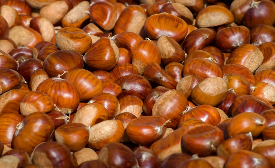 Chestnut fruit harvest