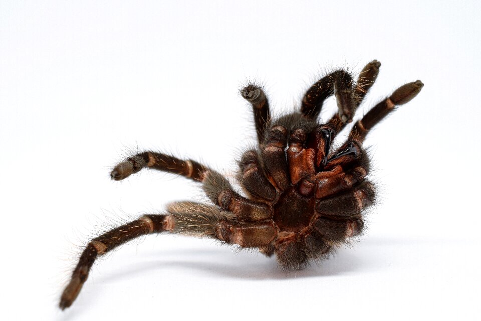 Close up spider skin hairy