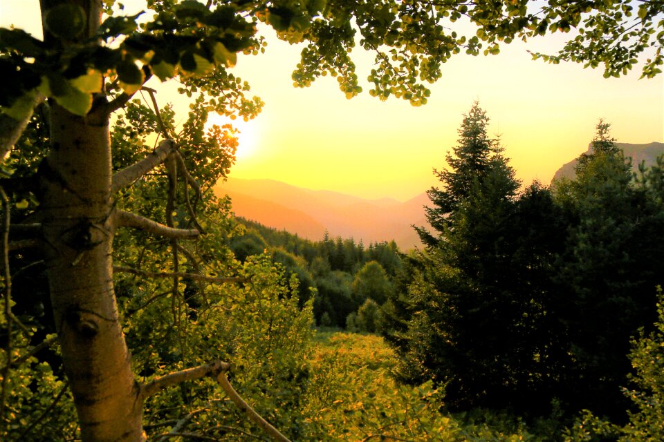 Trees in the evening landscape