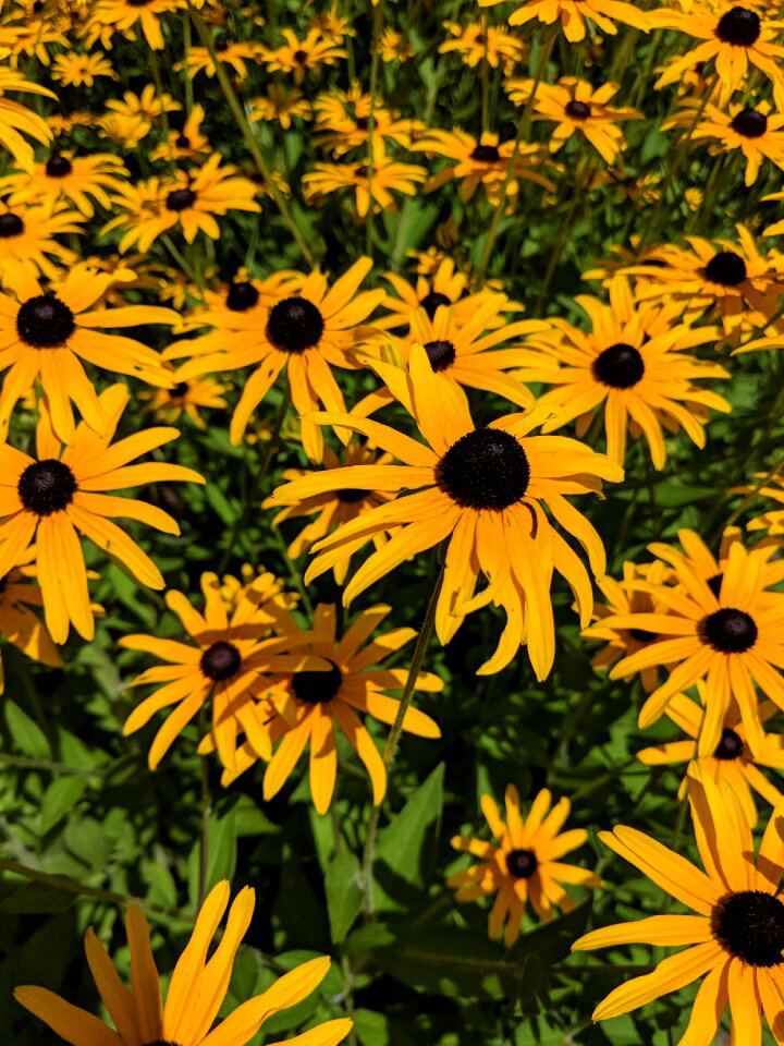 Summer nature yellow