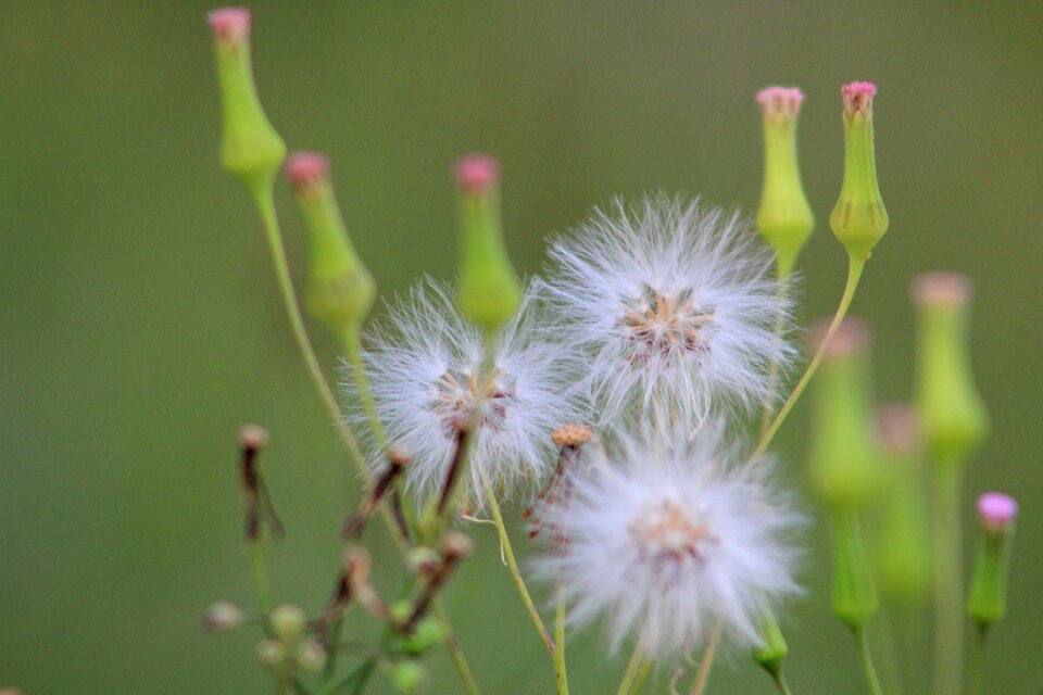 Nature flowers garden