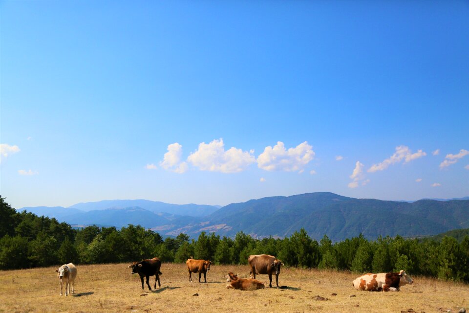 Forest nature cow