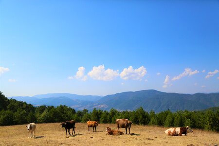 Forest nature cow