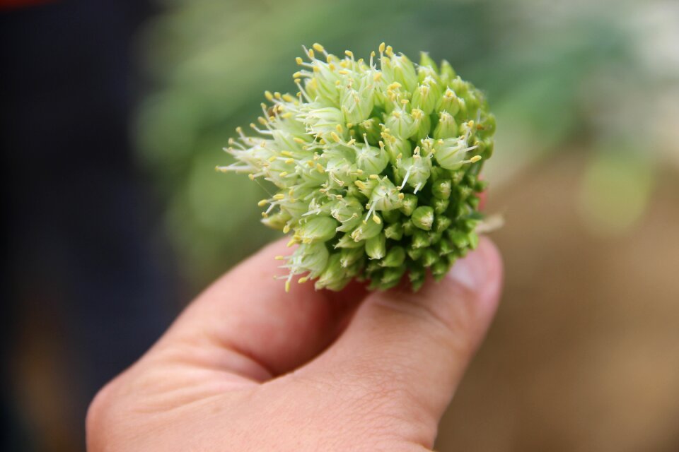 Allium fistulosum chopped green onion shallot