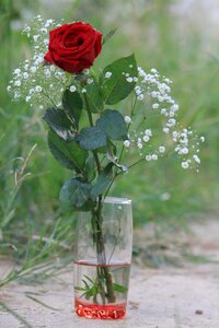 Nature rose plant