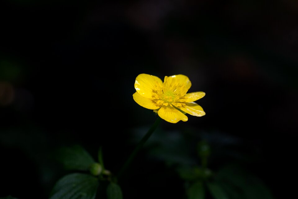 Yellow yellow flower nature