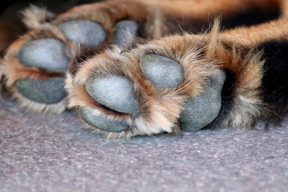 Animal paws pet fur
