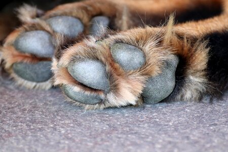 Animal paws pet fur