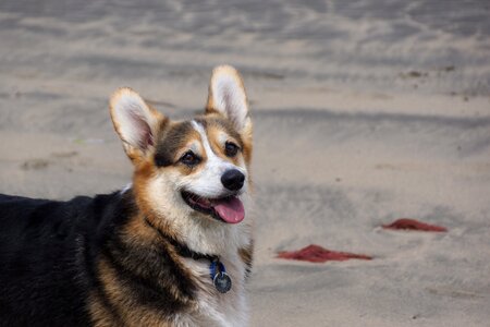 Dog corgi gray dog