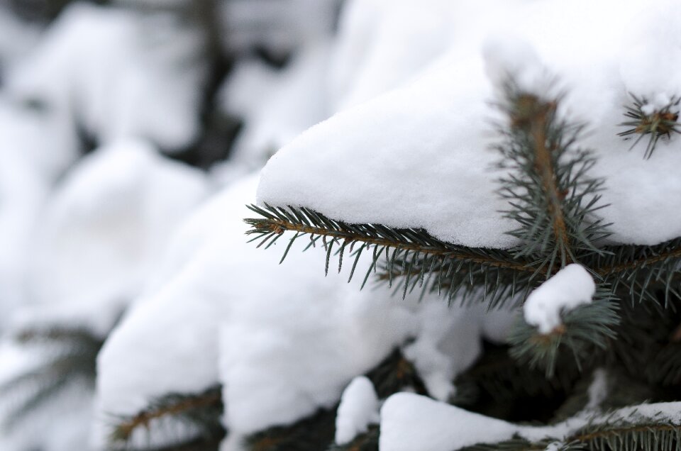 Pine branches the first snow winter