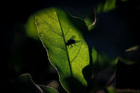 Green nero nature