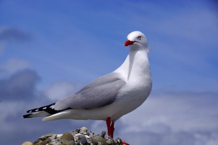 Seagull sea bird photo