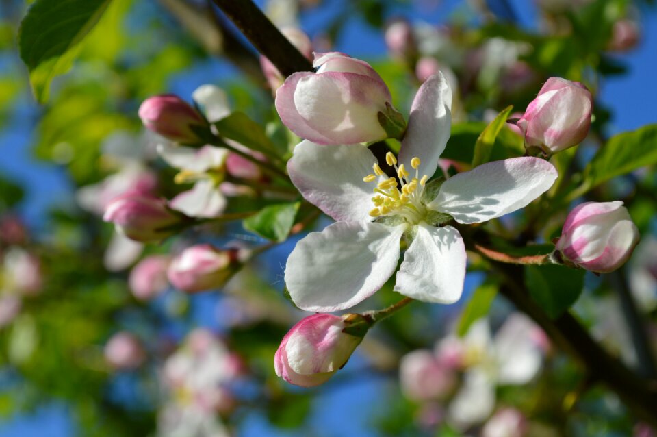 Bloom spring branch
