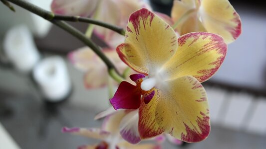 Bloom nature phalaenopsis