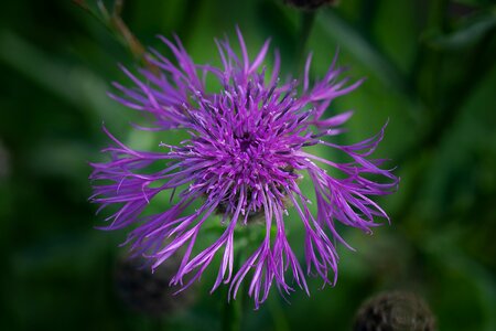 Plant pointed flower nature photo