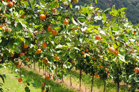 Fruits farm plantation