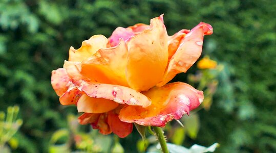 Nature floribunda fragrance photo
