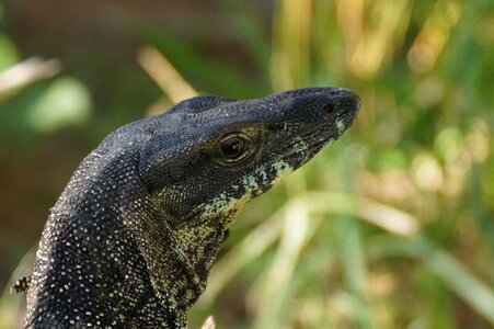 Reptile australia lizard