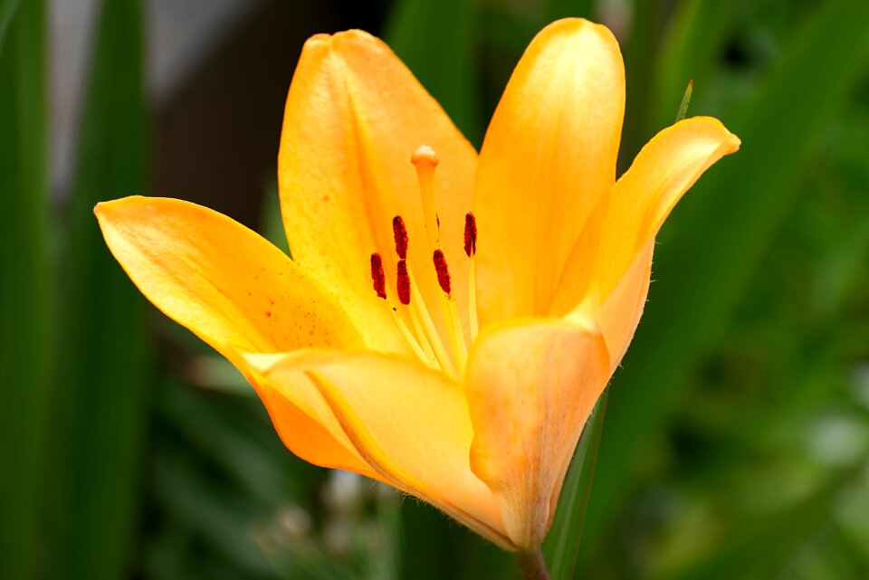 Flower garden nature