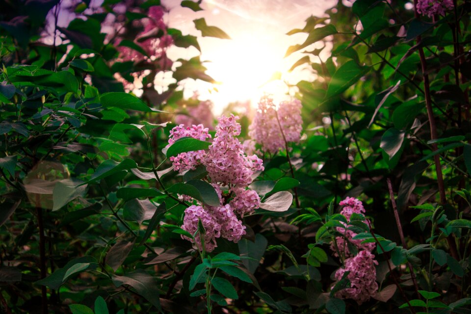Lilac flowers spring nature