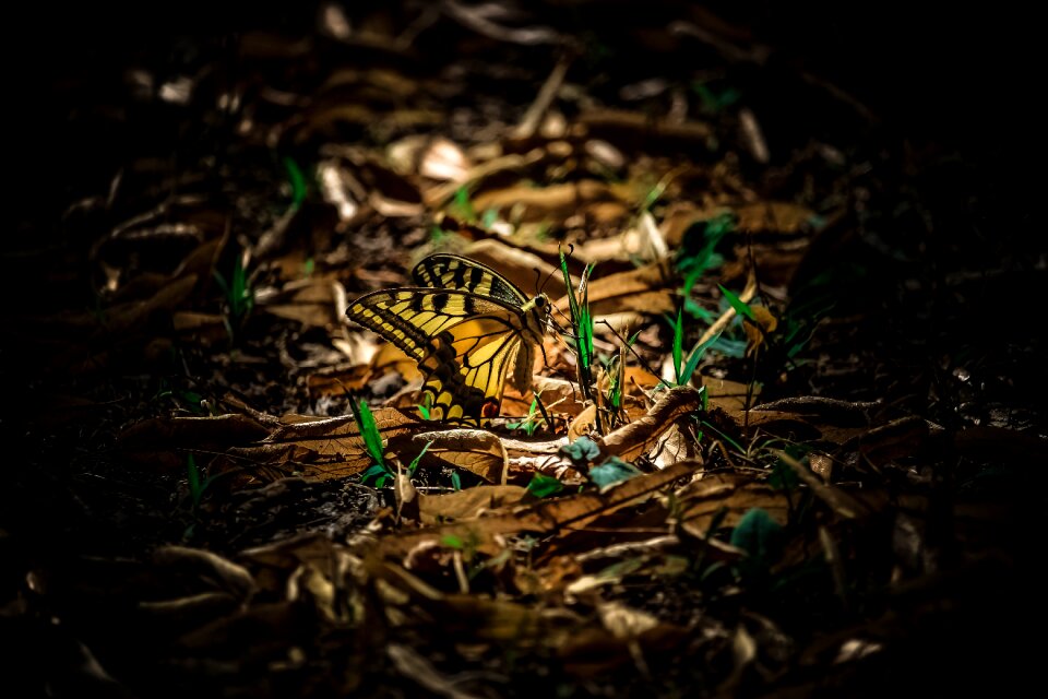 Nature wild beauty