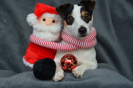 Father christmas ball dog