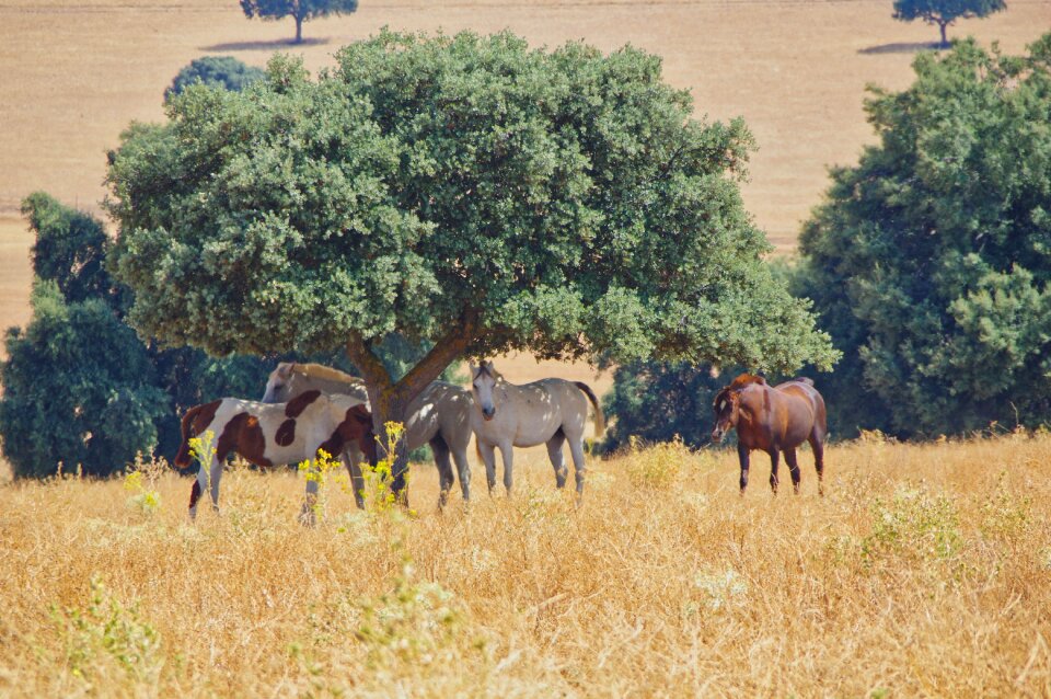 Grass livestock horseback riding