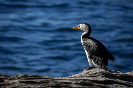 Nature water bird animal photo