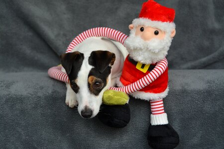 Father christmas dog cute