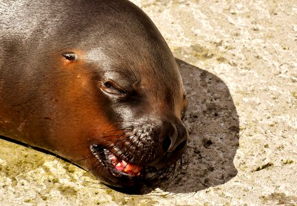 Robbe meeresbewohner animal